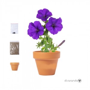 Maceta Petunia Eventos