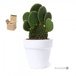 Maceta Cactus Eventos